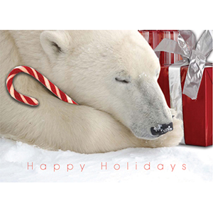 polar-bear